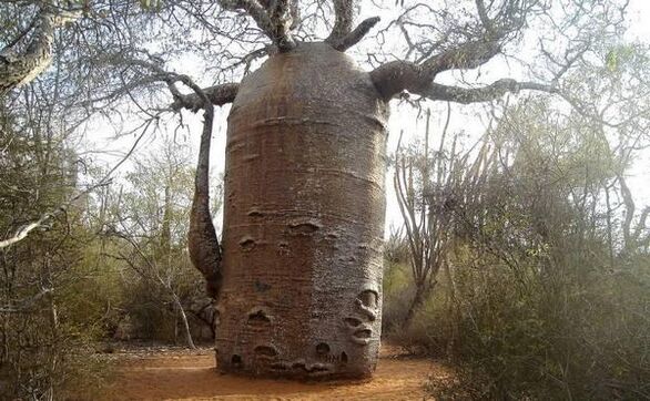 thick tree trunk as imitation of an increase in the thickness of the penis